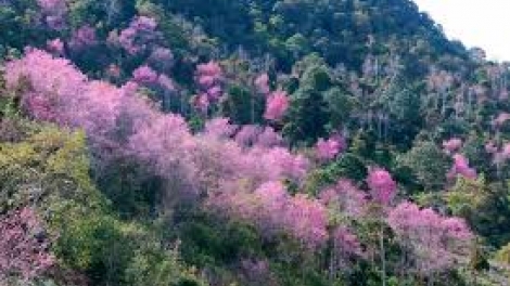 Chuyện tình Dung Lang