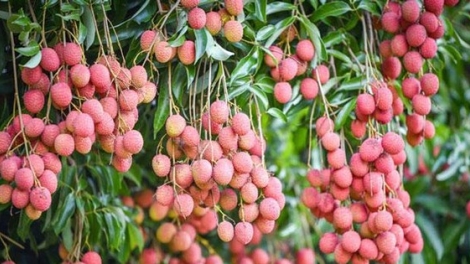 PANG CHỎI KHAI MÁC PÁI KHẢM TU ÁI ĐẢY KHOÁI