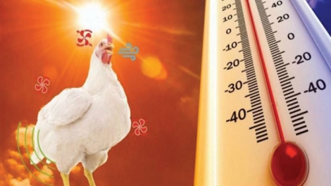 Ngon tô thứ 3 mự 16 căm bườn 6 pì 2026 – Pảy chự tồ tảnh liệng cuồng mua đét họn