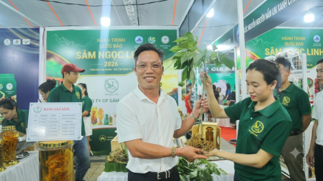 Đà Nẵng lần đầu dựng không gian trưng bày Sâm Ngọc Linh cạnh Chợ đêm Sơn Trà