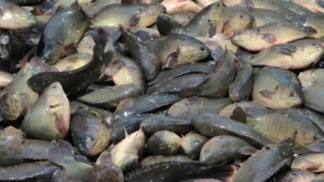 PATO ILAMO RAONG IKAN KUAK MEK RALO
