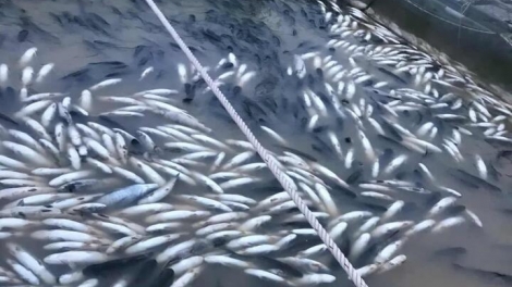 SLON PANG CHƯỚNG CHỎI TẺO BẠI DOÒNG XĂNG PJA CỦNG LĂNG PÀY PHÂN NOÒNG CẢI