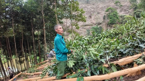 Cây quế giúp nhiều hộ dân Yên Phong có thu nhập hàng trăm triệu đồng