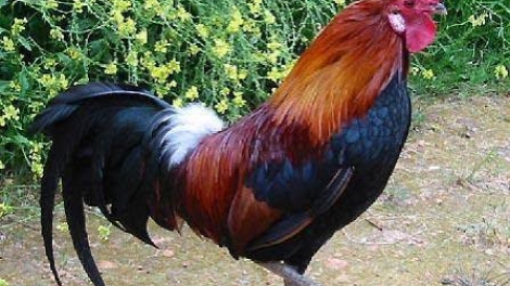 សមត្ថភាពរបស់មាន់គក