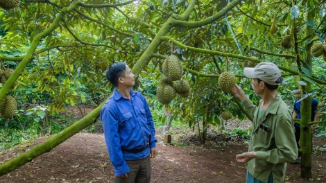 Lơh kràñ ătbồ, drà sầu riêng Dăk Lăk rơhời lòt mŭt tàm bơta kơ̆ kơl jăp 