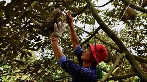 Pơkâ krá kâk hnoăng pơkuâ ngăn kơchơ tê mơdró plâi sầu riêng  Dak Lak khô khối mot tung tơdroăng ki tơniăn
