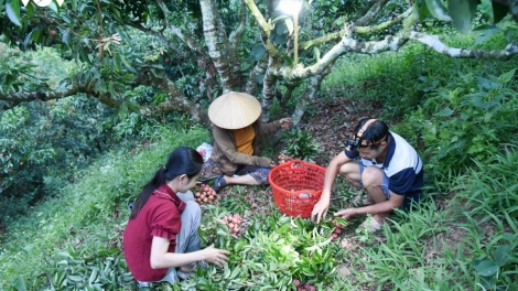 BẮC NINH KHAI MÁC CHIA ĐẢY LAI CHÈN