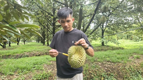  Tơdrong jang “chă tơteh plei sầu riêng”, iŏk yua 60 triệu hlak jên1 khei