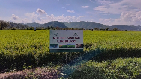 Nâng cao giá trị lúa Mẹ gắn với giữ bản sắc đồng bào vùng cao Phan Sơn