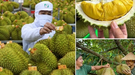 OH PEIH PRAONG TANEH PALA DURIAN, PATAOM TAME NGAK BREI BAOH PRANG SIAM, PAHE BINGI