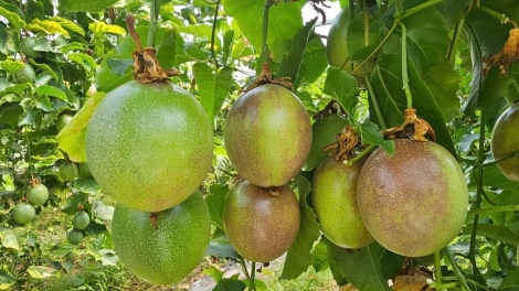 KHANH HOA: PALA TALEI PHUN KRUAC GAM SAONG PATAGOK JIRAH