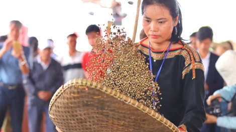   Em là hoa Pơ Lang