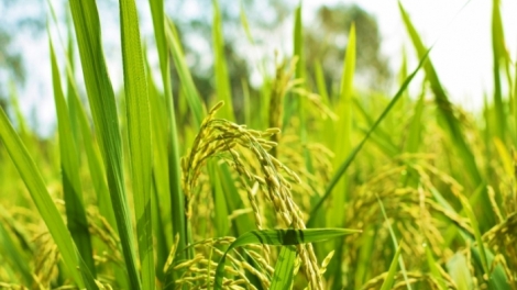 Ngon tô thứ 2 mự 03.8.2026 – Tiện tô cắp pả Ca Thị Thỉnh, bản Cò Pục, phương Chiêng Sình, tỉnh Sờn Là ma tang lăm đù khảu na mua he thù