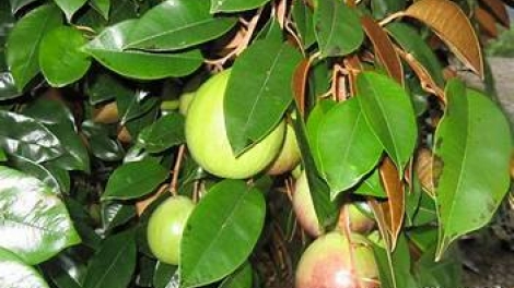 ប្រវត្តិ ដើមទឹកដោះគោ