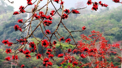 Em là hoa Pơ Lang