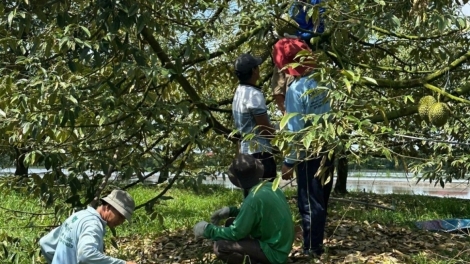 PHÓ THỦ TƯỚNG K’ĐƯƠI PA LIÊM BHRỢ TÊNG, PA MÂNG BH’NƠƠN ĐƠƠNG PA CÂL SẦU RIÊNG OOY K’TIẾC K’RUUNG LƠƠNG 