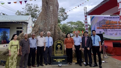 Đắk Lắk: Cây Di sản mở hướng phát triển du lịch 