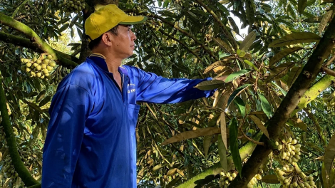 THANH HƯNG – DONG THAP PATAGOK KEIN LAGAIH DI BHUM PHUN MBANG BAOH HADEI DI BA PATAOM 