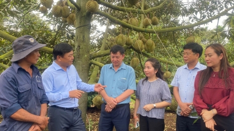 Dak Lak pŏk ngă hdră bruă “30 hruê mlam” bi mlih mrô durian 