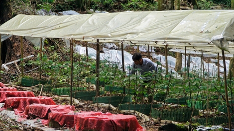 Quảng Ngãi ưu tiên nguồn lực tạo sinh kế bền vững cho đồng bào dân tộc thiểu số