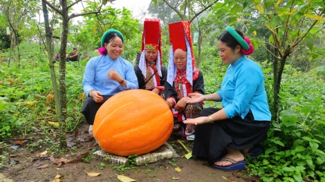Trồng bí ngô khổng lồ, mở hướng phát triển nông nghiệp du lịch
