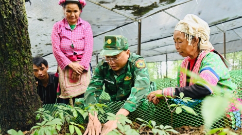 Lai Châu nhân rộng mô hình trồng sâm tại các xã biên giới 