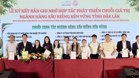 Giăm 9000 êklai prăk ƀuăn rơ̆ng bi liê hlăm hdră ênoh yuôm durian Dak Lak 