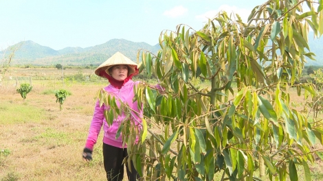 Nguồn vốn từ NHCSXH - Động lực giúp phụ nữ vùng cao thoát nghèo