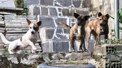 Lâm Đồng: 1 ‘nu lôch, lơ bơngai đei hơmơt kơ ƀơm jĭ yua đơ̆ng kŏ vơnh kăp 