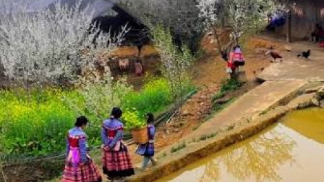 Danak dak sap Cam 27_08_2026