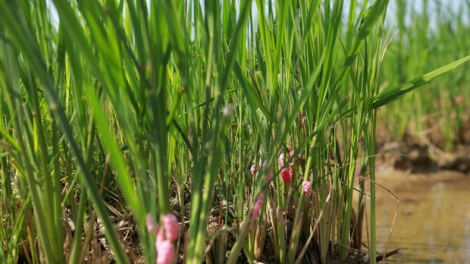 TẢNG LÀN HOI LƯƠNG CẮT NÀ