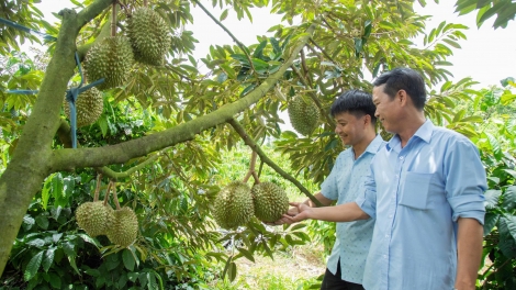  Nghị quyết 36 bah Chính phủ pơk trong an tăch n’gluh sầu riêng ta Dak Lak