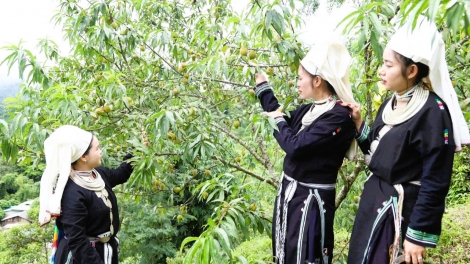 Đánh thức vị ngọt đào tiên Pác Ả, đồng bào Dao vươn lên làm giàu