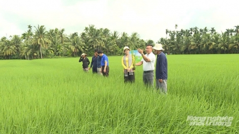 TANEH SIAM, PADAI SIAM, HATAI URANG NGAK HAMU HU PABAK HATAI JE