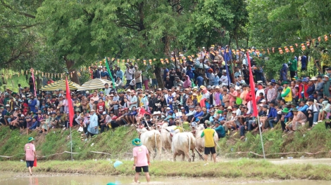 លំនាំល្អឯកនៃពិធីប្រណាំងគោនៅតំបន់ភ្នំប្រាំពីរ ខេត្តអានយ៉ាង