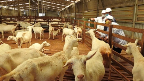 BH’RỢ BĂN BÉ PA CHÔ BH’NƠƠN DAL