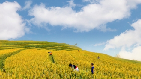 CHƯƠNG TRÌNH KHAY HENG TÀY-NÙNG (Thứ Ba, vằn 15/9/2026)