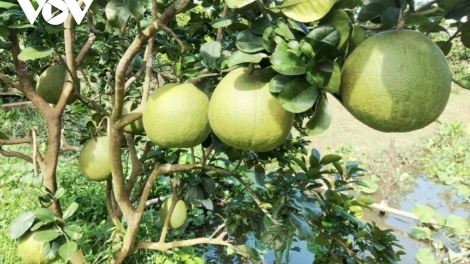 CƠNH CHOH LÂNG K’RANG TƠƠM PIH BHUNG COH K’TIẾC DA DING