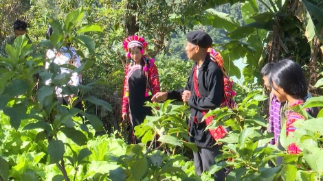 Ngon tô thứ 5 mự 3 căm bườn 9 pì 2026: Côn chự mẳn luông tin chưa nẳng pưng bản khuống cặt cung La Hủ