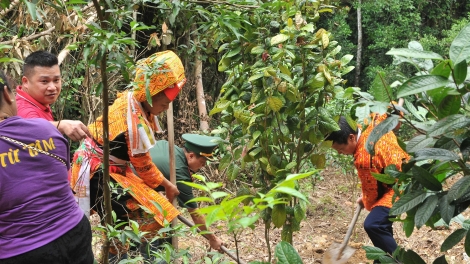 Khi những "lũy tre, vườn cây" sinh kế trở thành "hàng rào xanh" bảo vệ biên cương