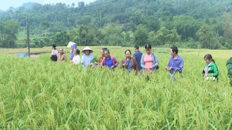 Ngon tô thứ 7 mự 26 căm bườn 9 pì 2026: Mua khảu mảu Nua Lếch nẳng Ngân Sơn.