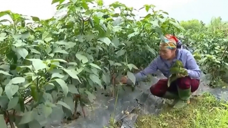 Chương trình phát thanh quam Tay thứ 3 mự 22 căm bườn 9 pì 2026