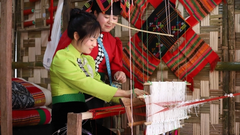 DƯƠNG CHỒM BÚNG PÙ SLUNG MỘC CHÂU