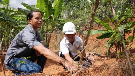 Đồng bào Cơ Tu thoát nghèo nhờ trồng cây có giá trị kinh tế cao