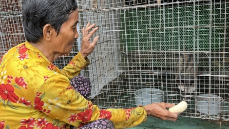 ក្រុងកឹងធើ ពង្រីកទម្រង់ចិញ្ចឹសំពោចក្រអូបបន្តពូជដើម្បីកាត់បន្ថយភាពក្រីក្រ