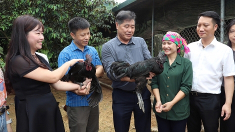 TỨ LƯỜN NÂNG LIỆNG NỌI THÂNG CÁP CĂN HẾT KIN 