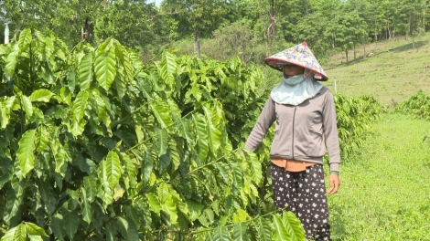 Đru kơ phung mniê mnuih djuê ƀiă Đông Giang tlaih ƀun 