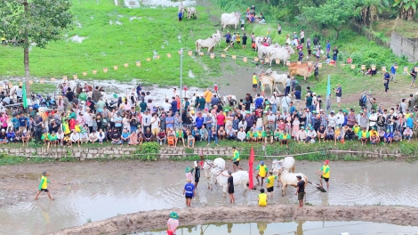 ខេត្តអានយ៉ាង៖ អ្នកទេសចរចូលចិត្តយ៉ាងខ្លាំងចំពោះពិធីប្រណាំងគោនៅតំបន់ភ្នំប្រាំពីរ