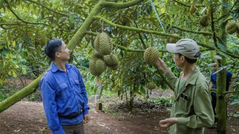 ‘Măn tung kơmăi ‘noăng chư chêh, mơdêk ivá tơbriât ăm tơmeăm pêi lo ing chiâk deăng Việt