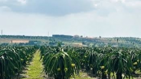 Ngon tô thứ 4 mự 23 căm bườn 9 pì 2026: Luông pùn kỹ thuật kẻ khày cò thanh long dệt chương khòng chuông hong vịa dệt khún hữu cơ.
